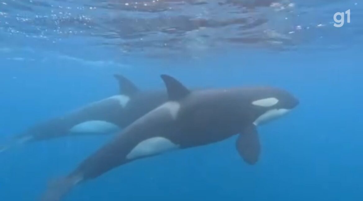 V Deo Mostra Grupo De Orcas No Arquip Lago De Alcatrazes Em S O